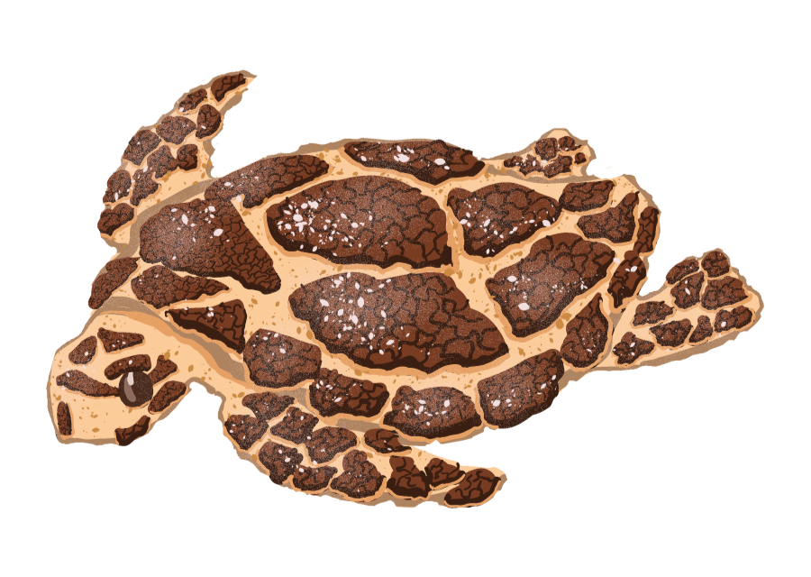 Craquelin Turtle